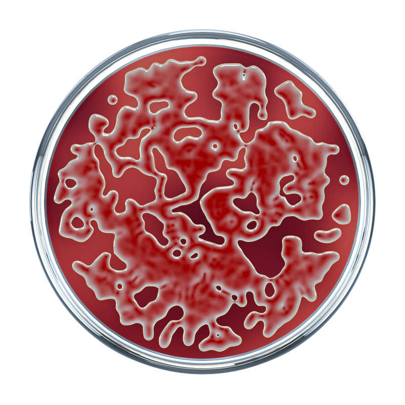 白色背景上的培养皿鲜红色细菌