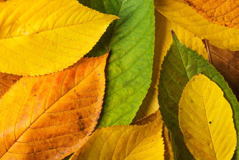 秋季各种颜色的树叶