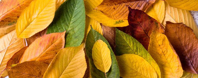 秋天各种颜色的树叶