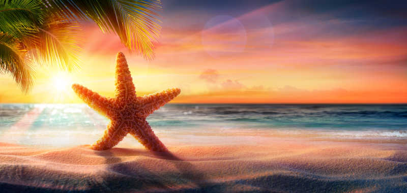 日路时太阳照耀了沙滩上的海星