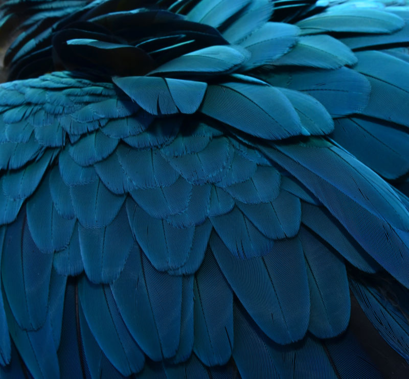 蓝色金刚鹦鹉羽毛