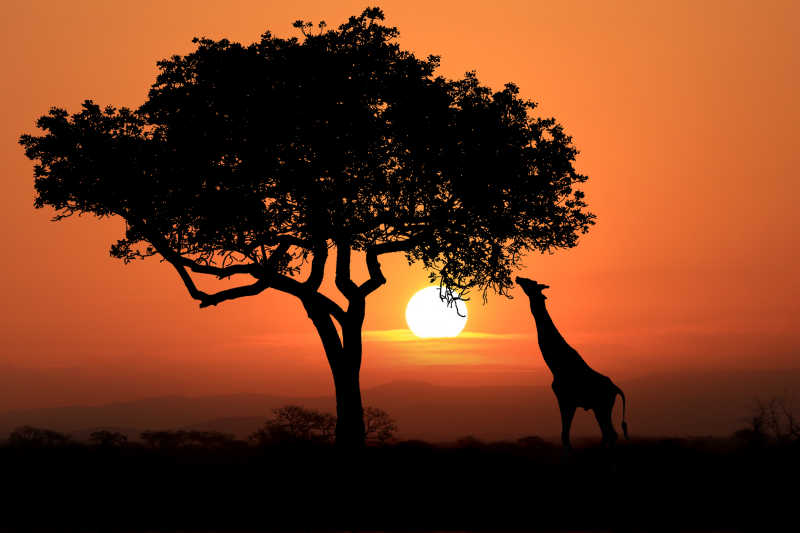 南非的野生长颈鹿