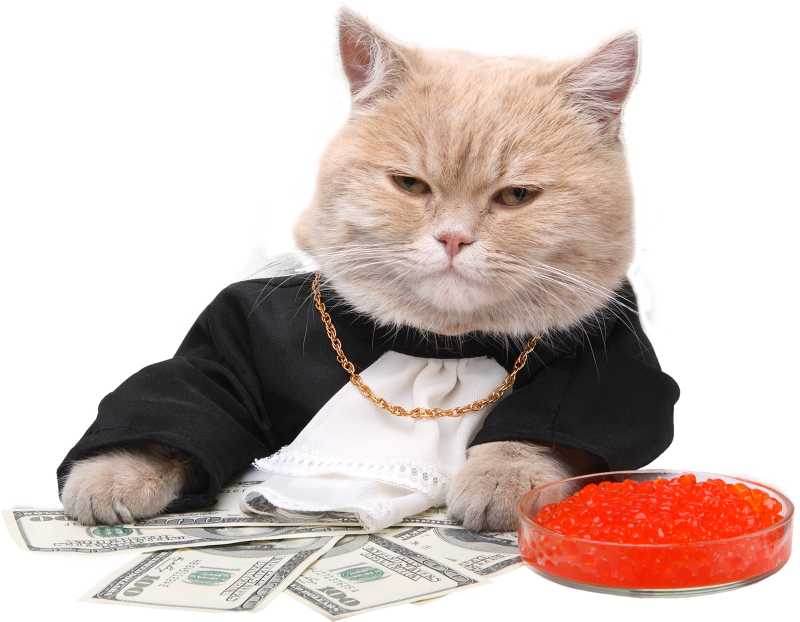 穿着老板装的猫咪和它前面的美元