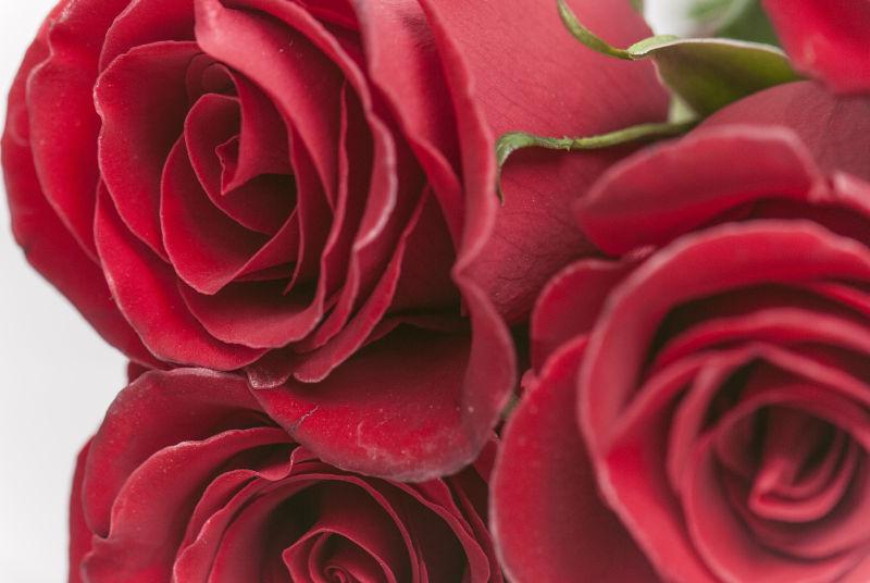情人节漂亮的红玫瑰
