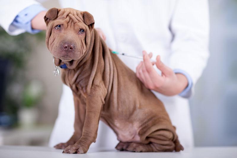 兽医给狗狗打疫苗