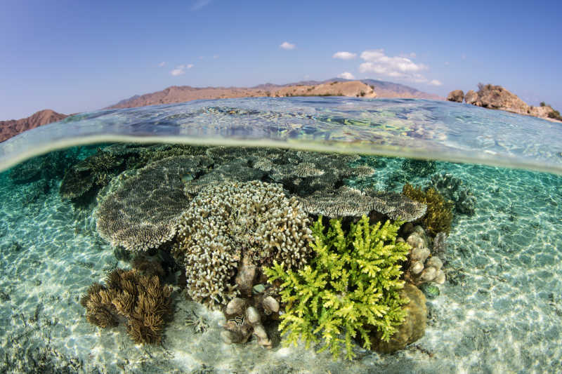 海底的漂亮珊瑚礁
