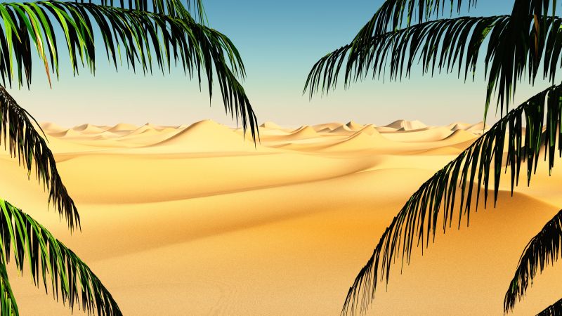 从棕榈树角度看沙漠插画