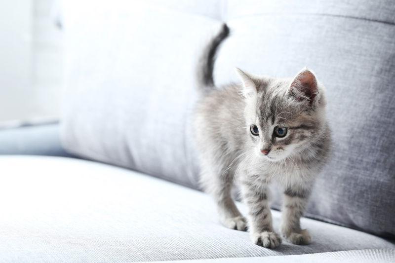 灰色沙发上的可爱小猫