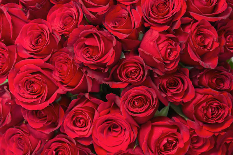 美丽的红色玫瑰花束背景